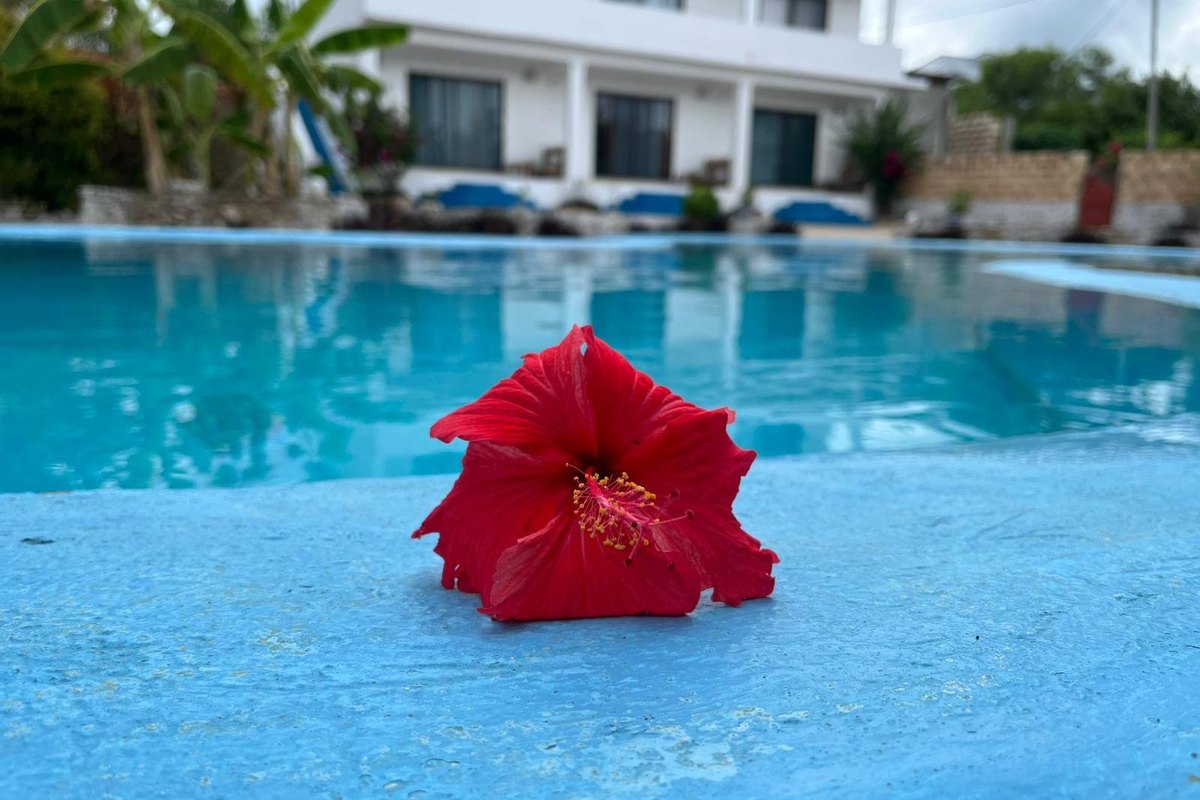 Fiore rosso davanti alla piscina