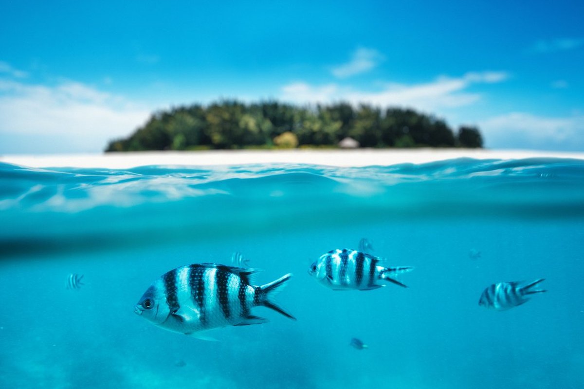 Snorkeling nella barriera corallina di Zanzibar